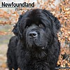 Newfoundland Calendar